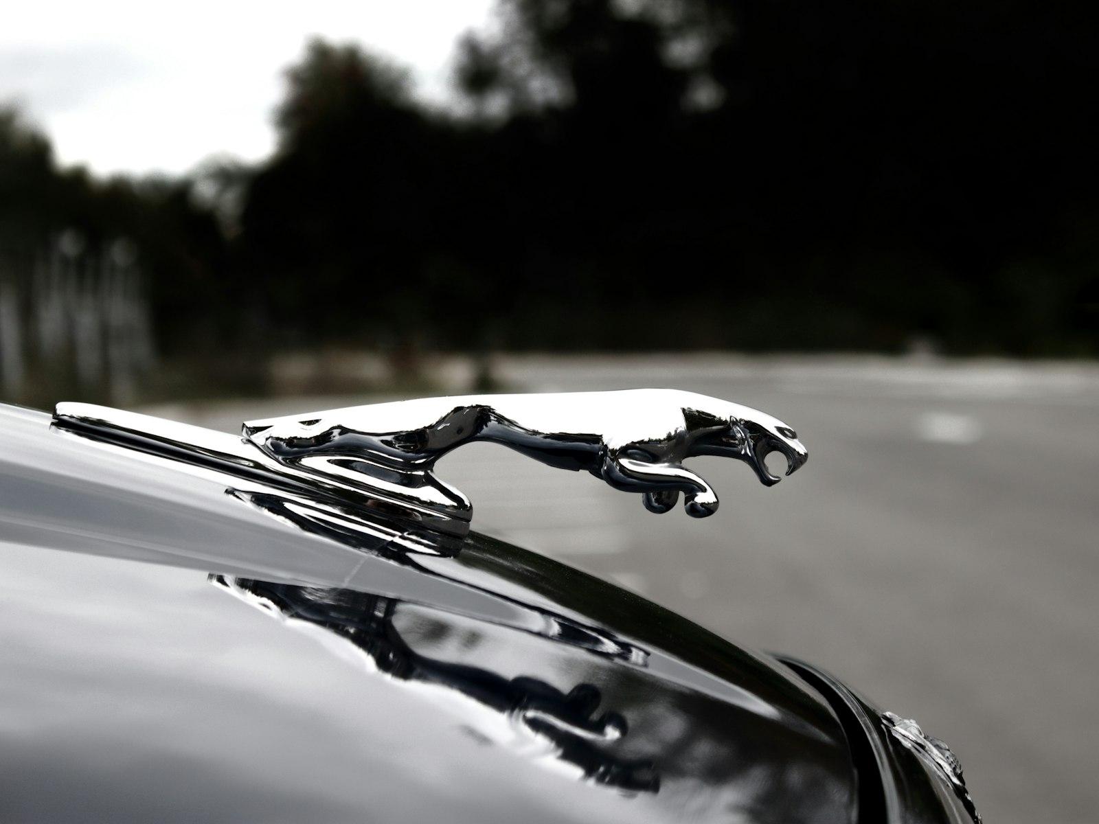 Chrome Jaguar leaper ornament on the polished black bonnet of a saloon